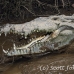 crocodile_american_tar_h_1544_cos2547.jpg